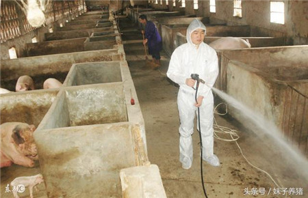 生石灰在猪场中的3个妙用，养猪人少花钱解决大问题