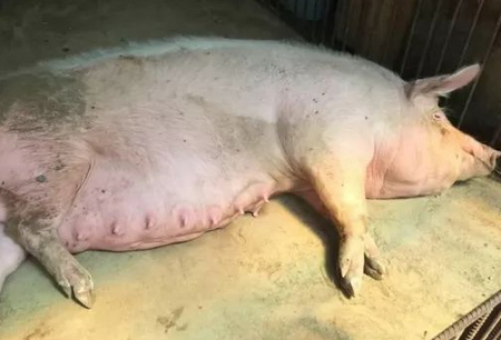 别花冤枉钱!红糖能够治疗8中常见猪病