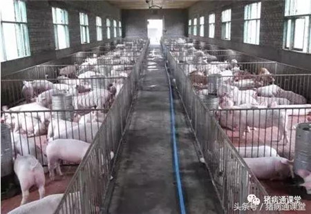 猪场常备哪些药？养殖户要知道！