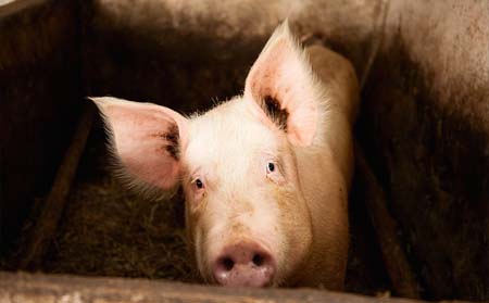 通过猪呼吸发出的信号、来判断疾病