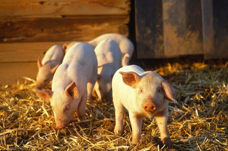 未来猪价怎么走?美国农业部认为不乐观