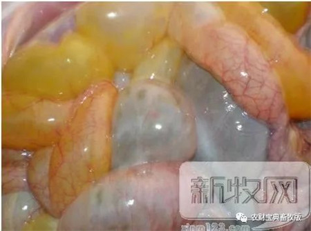 邓衔柏：确定仔猪腹泻原因，关键要看这三个部位！