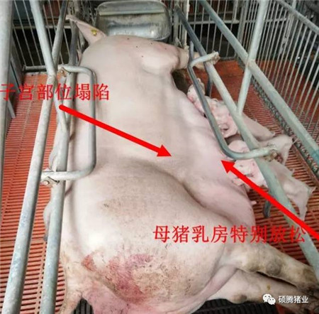 如何判断母猪是否产完?教你一套组合拳
