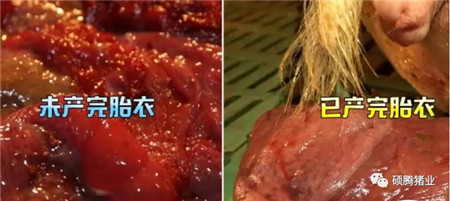 如何判断母猪是否产完?教你一套组合拳
