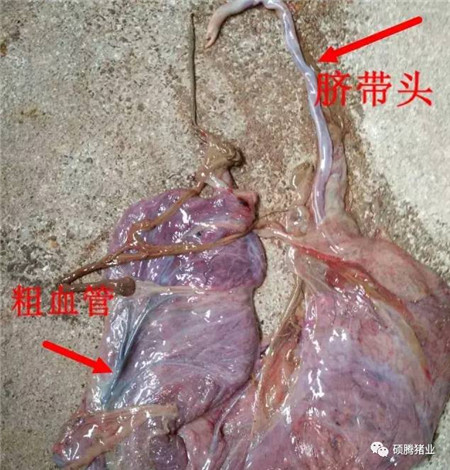 如何判断母猪是否产完?教你一套组合拳