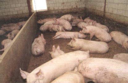 你只知道猪怕热，却不知道TA为什么怕热