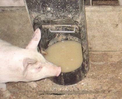 你只知道猪怕热，却不知道TA为什么怕热