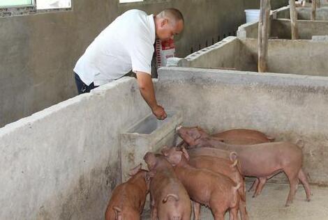 ,要想抵御风险,不被淘汰,最好的办法就是抱成一团,创办养猪合作社,也是目前最可行的出路之一。有人会疑问大环境倒逼下,养猪人又吃起了“大锅饭”,这样真的好吗?