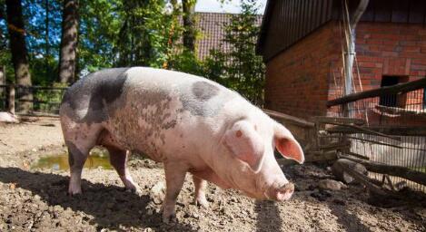 冯永辉:仔猪、肥猪盈利倒挂,仔猪即将跌破300元!