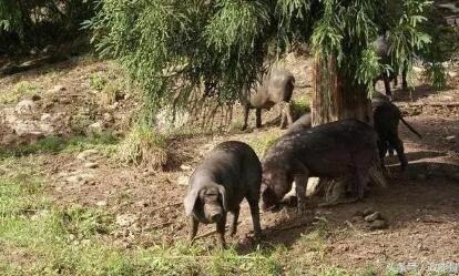 这种猪基因传承2300年，珍稀程度堪比熊猫