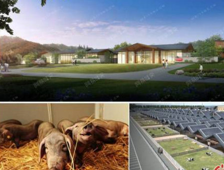 中国养猪业将会进入一个怎样的发展模式?