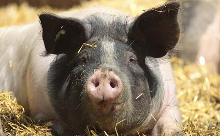 近期猪价走势不妙,不好的事还在后面?