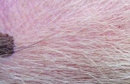 千万别再当垃圾扔掉了!猪毛也能卖上好价钱