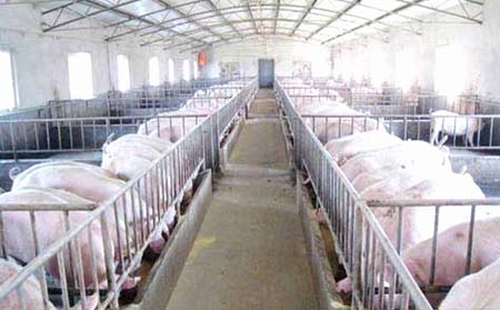 养猪业的“南北差异”,需要养猪人正视!