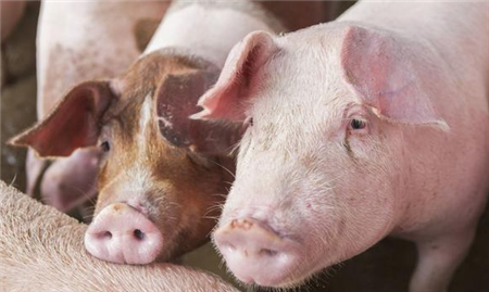 牢记“增强猪群免疫力”四大点，猪少生病，你多赚钱！