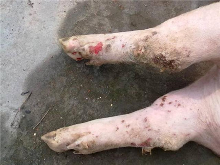 猪场爆发口蹄疫，兽药说：最全防治措施在这里！