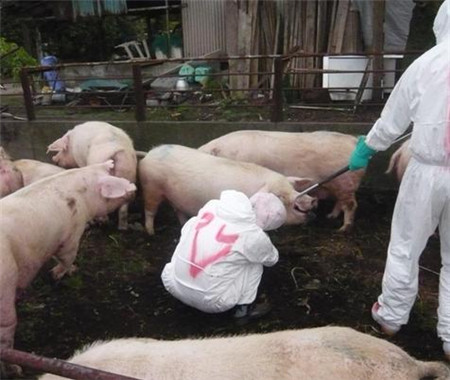 猪场爆发口蹄疫，兽药说：最全防治措施在这里！
