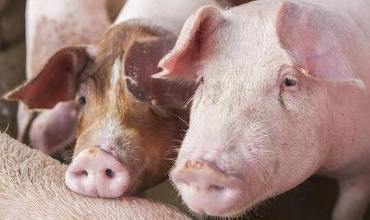 2017年第43周生猪价格微幅反弹,继续保持在每千克14元以上。仔猪价格继续下跌。玉米价格弱势稳定。猪粮比价保持8以上。二元母猪价格与上周相比持平。