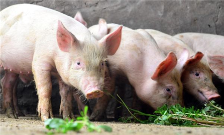 多地取消生猪良种补贴,养殖户莫慌张!一项新补贴可拿!