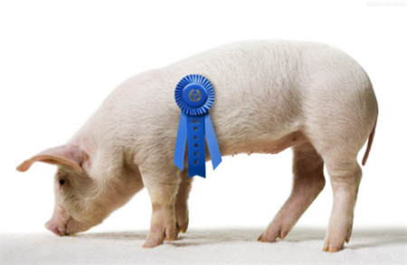 仔猪补栏不旺生猪走势低迷 养猪户应该重视这一点