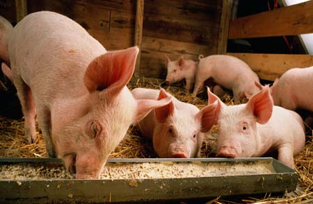 现在生猪价为什么那么便宜?难道是猪周期魔咒?