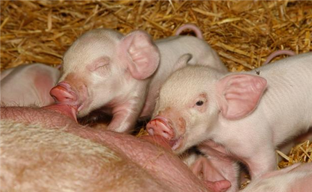 猪价会涨,给您四大理由!