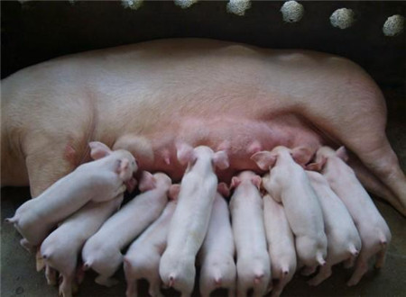母猪无乳综合症的全面解读