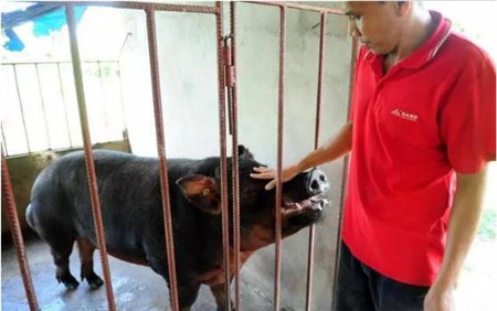 立冬将至,猪舍保温这几点关键点你都知道吗