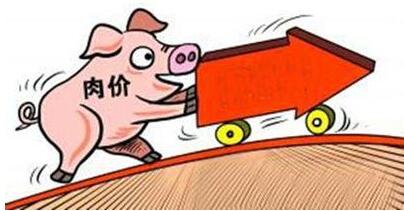 11月份，对于养猪人和屠宰场而言都是一个难熬的季节，毕竟现在生猪行情走势涨跌调整难以企稳，供需博弈非常激烈