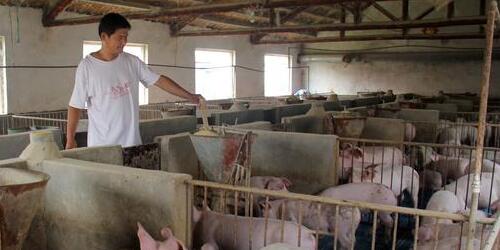 为何养猪补贴小猪场拿不到?或者说补贴根本不是为小养猪场准备的