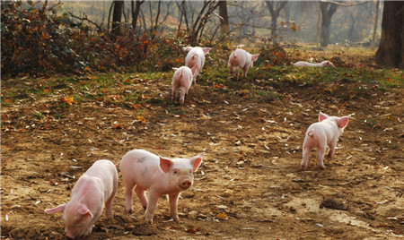 最可爱的中国养猪人,我为你歌唱