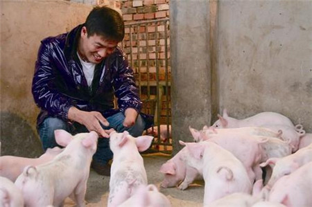 最可爱的中国养猪人,我为你歌唱