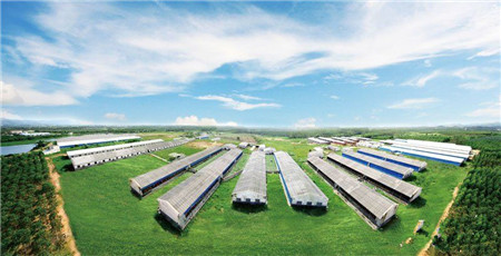 最可爱的中国养猪人,我为你歌唱