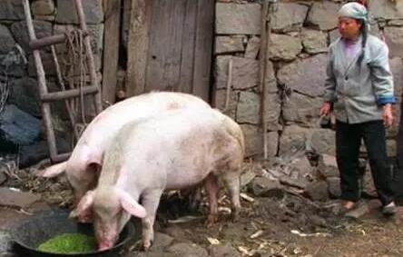 二十多年养猪经验的行家建议:养猪必须简单化