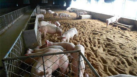 “投资少,收益高”的大棚养殖,原来也有污点