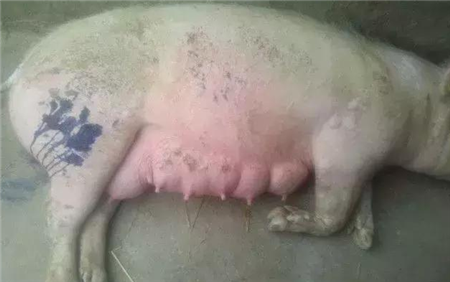  猪突然站不起来是什么病？