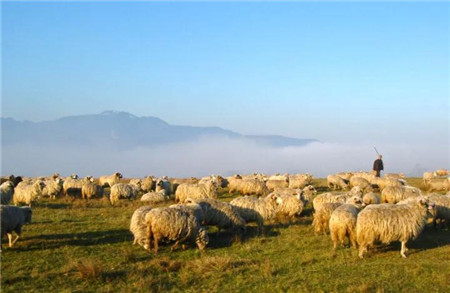 中国兽医协会动物福利分会秘书长;