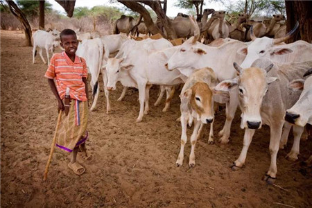 中国兽医协会动物福利分会秘书长;