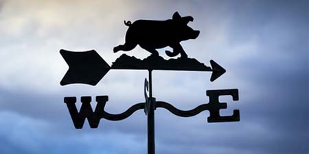 生猪价格不断波动 最惨的还是小型养猪户