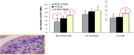 益生菌有效提高新生仔猪肠道免疫功能