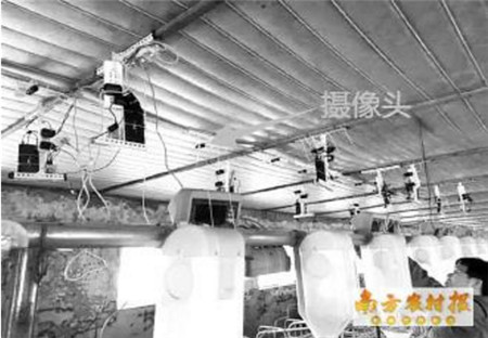 新奇!摄像头拍张照就知道猪有多重