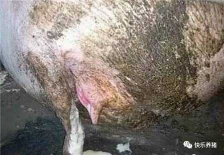 什么样的母猪,容易发生子宫内膜炎?