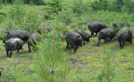 论赚钱的速度前期生态猪是比不上普通商品猪,生态猪是出栏的慢,但是这猪肉都是精品,一般卖到18元一斤,能消费的起这种猪肉的人群,都是高收入的群体。