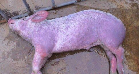 猪瘟净化到底有多难?实际上,有的猪场已经完成了猪瘟的净化 政策、思想、利益、技术、工具一个都不能少!猪瘟净化到底有多难