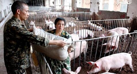 而东北地区地域辽阔,环境承载能力相对较强,同时又是玉米的主产区,随着环保重拳下压,“南猪北养”基本成为定调。