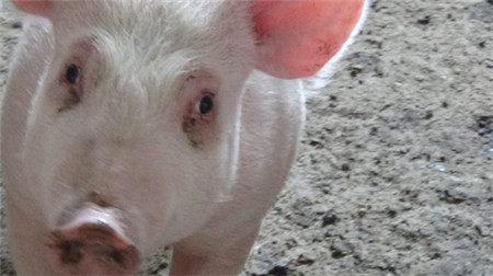 猪泪斑形成的原因