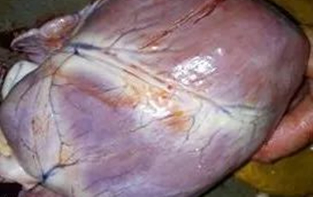 猪:我的心肺功能很重要 主人要重视哦