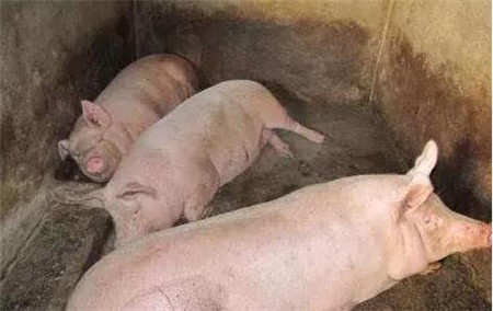 初冬季节，这种病可造成中大猪突然死亡不可轻视！