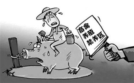 禁养倒计时,各省动作关系到明年的猪价