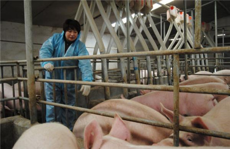 关于养猪补贴的事儿